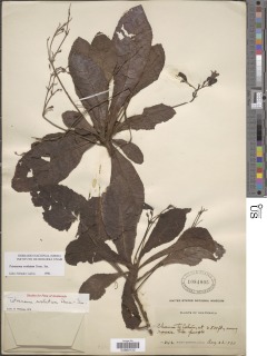 Tetranema roseum image