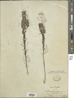 Orthocarpus bracteosus image