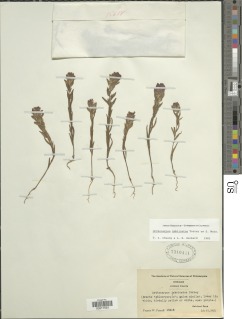 Image of Gladiolus saccatus