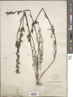 Castilleja affinis subsp. neglecta image