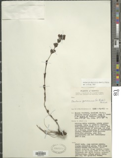 Hedbergia abyssinica image
