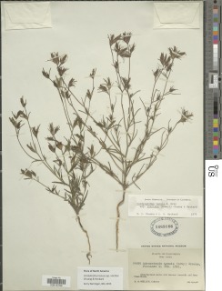 Cordylanthus tenuis subsp. viscidus image