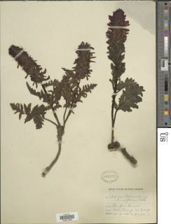 Pedicularis densiflora image
