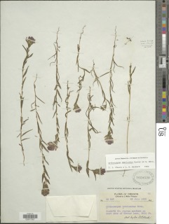 Orthocarpus imbricatus image
