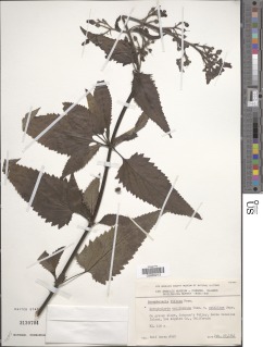 Image of Scrophularia villosa