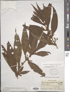 Image of Leucocarpus perfoliatus