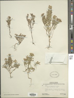 Castilleja campestris subsp. campestris image