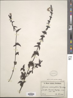 Cycnium veronicifolium image