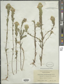 Castilleja rubicundula subsp. lithospermoides image