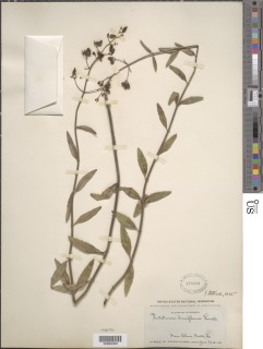 Keckiella breviflora var. breviflora image