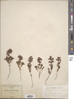 Collinsia bartsiifolia var. davidsonii image