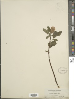 Pedicularis howellii image