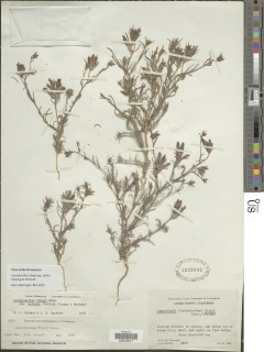 Image of Cordylanthus kingii