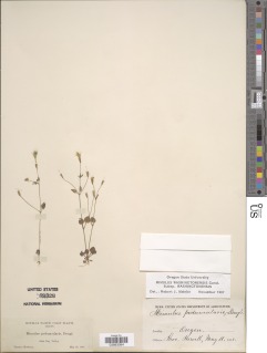 Mimulus washingtonensis image