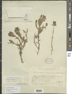 Chloropyron maritimum subsp. maritimum image