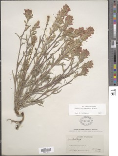 Castilleja angustifolia var. dubia image