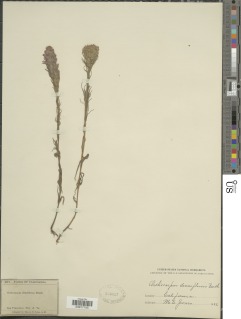 Castilleja densiflora subsp. densiflora image