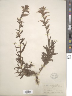 Castilleja affinis subsp. neglecta image