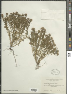 Triphysaria floribunda image