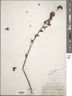 Image of Alectra lancifolia