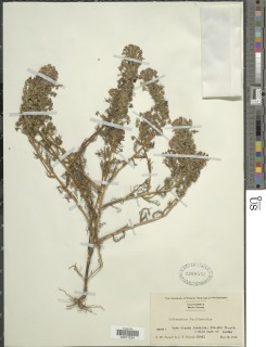 Triphysaria versicolor image