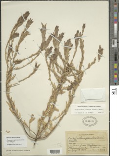 Chloropyron palmatum image