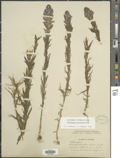 Orthocarpus bracteosus image