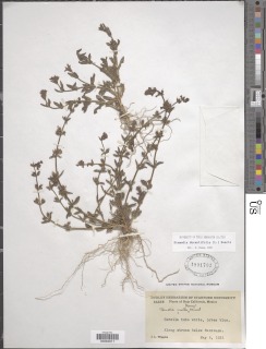 Image of Stemodia durantifolia
