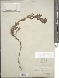 Castilleja mendocinensis image
