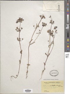 Image of Collinsia multiflora