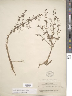 Bacopa laxiflora image
