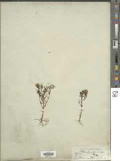 Image of Triphysaria floribunda