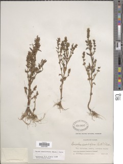 Image of Bacopa sessiliflora