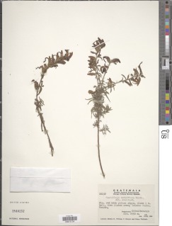 Castilleja tenuiflora image