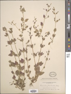 Erythranthe arenaria image