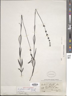 Image of Buchnera palustris