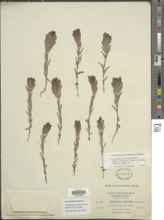 Chloropyron maritimum subsp. palustre image