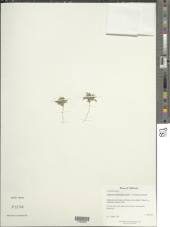 Triphysaria floribunda image
