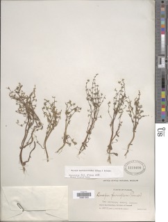 Bacopa monnierioides image