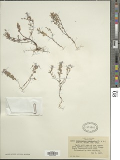 Triphysaria eriantha subsp. eriantha image