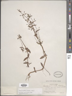 Bacopa laxiflora image