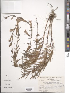 Penstemon heterophyllus var. australis image
