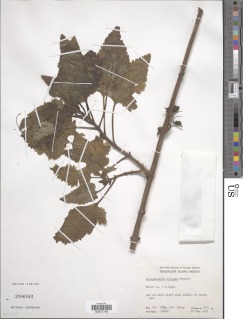 Scrophularia villosa image