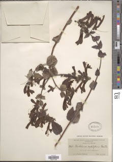 Keckiella cordifolia image