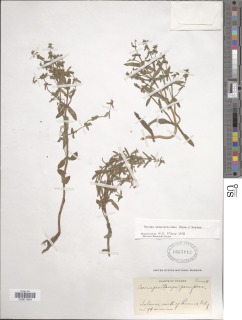 Image of Bacopa monnierioides
