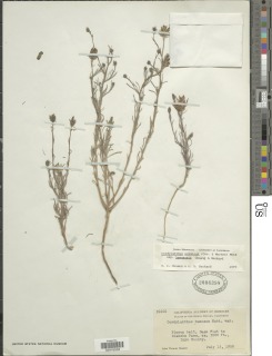 Cordylanthus eremicus image