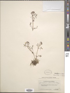 Erythranthe laciniata image