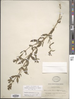 Stemodia durantifolia image