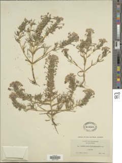 Triphysaria versicolor subsp. faucibarbata image
