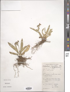Image of Craterostigma lanceolatum